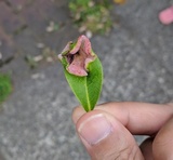 Exobasidium japonicum image