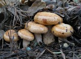 Lactarius rubrilacteus image