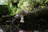 Amanita hallingiana image