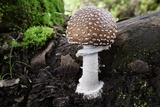 Amanita hallingiana image