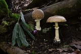 Amanita hallingiana image