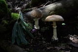 Amanita hallingiana image