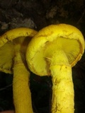 Gymnopilus imperialis image