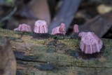Stemonitis fusca image