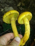 Gymnopilus imperialis image