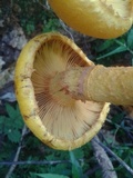 Gymnopilus imperialis image