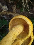 Gymnopilus imperialis image