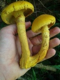 Gymnopilus imperialis image