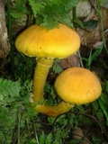 Gymnopilus imperialis image