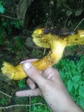 Gymnopilus imperialis image