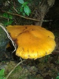 Gymnopilus imperialis image