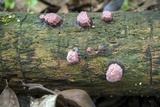 Stemonitis fusca image