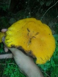 Gymnopilus imperialis image