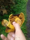 Gymnopilus imperialis image