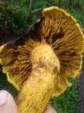 Gymnopilus imperialis image