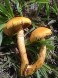 Gymnopilus imperialis image