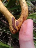 Gymnopilus imperialis image
