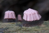 Stemonitis fusca image