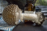 Amanita hallingiana image