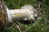 Amanita hallingiana image
