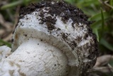 Amanita hallingiana image