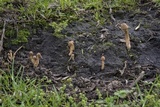 Lacrymaria hypertropicalis image