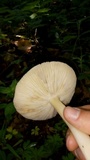 Megacollybia platyphylla image