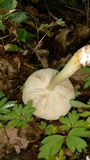 Megacollybia platyphylla image
