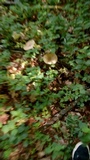 Megacollybia platyphylla image