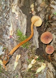 Xeromphalina tenuipes image