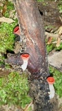 Sarcoscypha occidentalis image