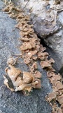 Panus lecomtei image