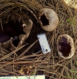 Sarcosphaera coronaria image