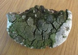 Perenniporia fraxinophila image