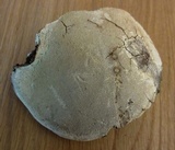 Perenniporia fraxinophila image