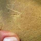 Perenniporia fraxinophila image