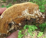 Perenniporia fraxinophila image