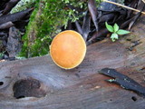 Gymnopilus penetrans image