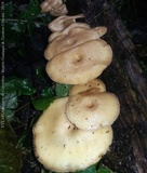 Lentinus swartzii image