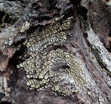 Xylobolus frustulatus image