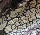 Xylobolus frustulatus image