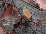 Rutstroemia conformata image