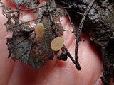 Rutstroemia conformata image