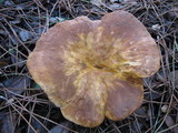 Tapinella atrotomentosa image