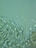 Rutstroemia conformata image
