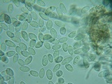 Rutstroemia conformata image