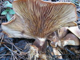 Tapinella atrotomentosa image