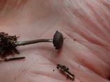 Rhodocybe aureicystidiata image
