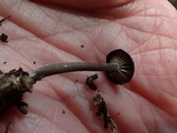 Rhodocybe aureicystidiata image