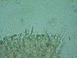 Rhodocybe aureicystidiata image